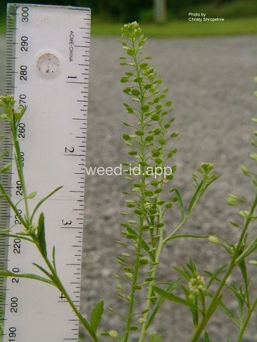 pepperweed, greenflower
